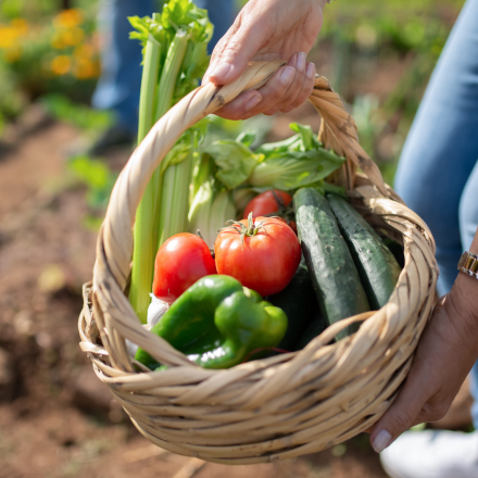 Panier de légumes Bio Les Paniers Davoine