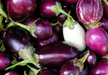 Aubergine ovale violette bio Provence Les Paniers Davoine 