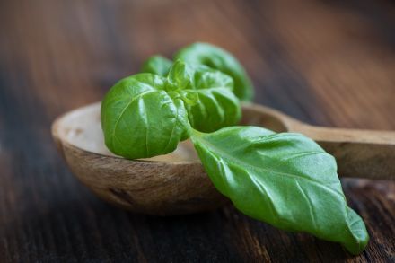 Basilic vert bio Provence Les Paniers Davoine