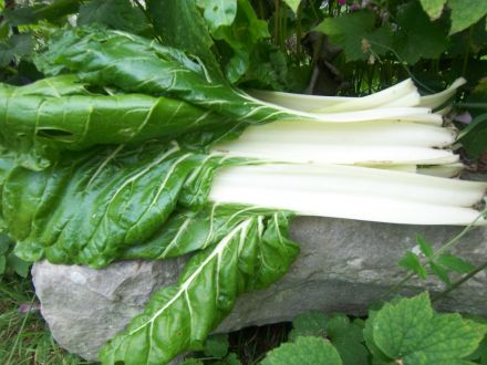 Blettes bio Provence Les Paniers Davoine 