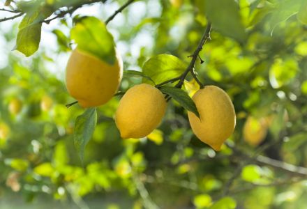 Citrons jaunes bio Les Paniers Davoine