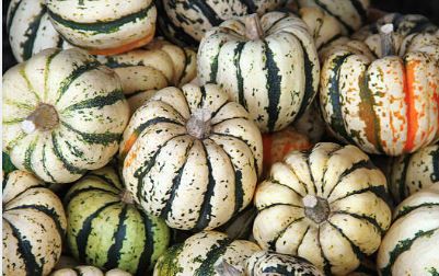 Courgettes blanches bio provence les paniers davoine