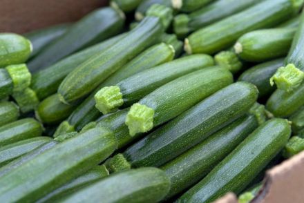 Courgettes bio provence les paniers davoine