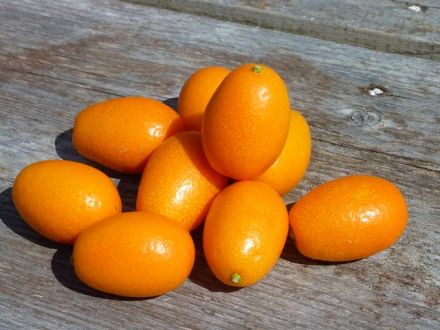 Kumquat corse bio Les Paniers Davoine