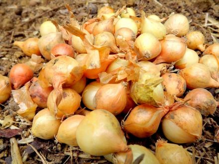 Oignons bio jaunes Provence Les Paniers Davoine