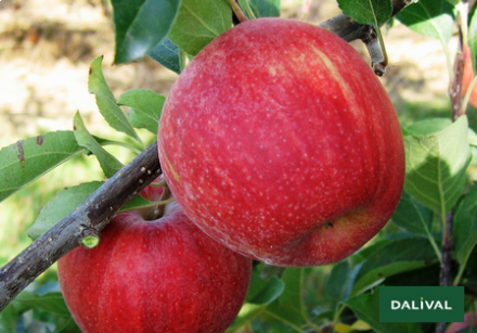 Pomme Galaxy bio Provence Les Paniers Davoine