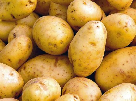 Pomme de terre Maiwen bio