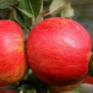 Pomme Elstar bio Les Paniers Davoine