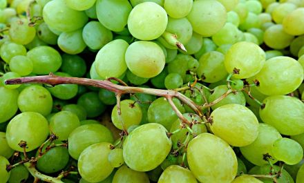 Raisin blanc bio Danlas Les Paniers Davoine 1