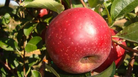 Pomme Red Winter bio Les Paniers Davoine