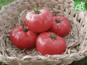 Tomates generose bio provence les paniers davoine
