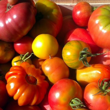 tomate ancienne bio selon récolte les paniers davoine
