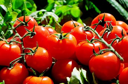 Tomates grappe bio provence les paniers davoine