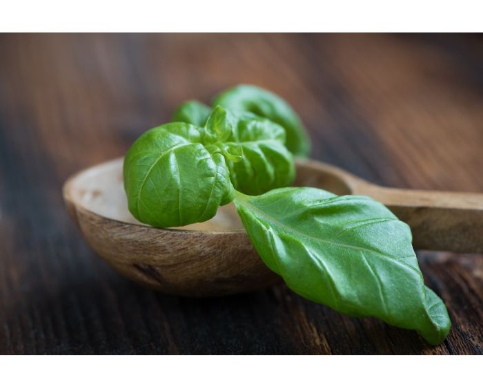 Basilic vert bio Provence Les Paniers Davoine