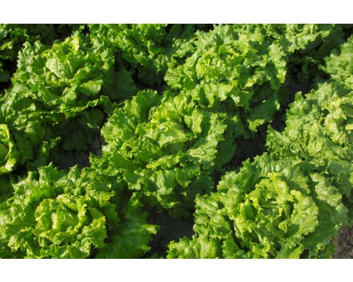 Salade bio provence paniers davoine