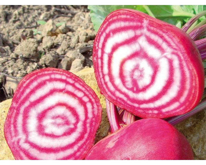 Betterave Chioggia bio Provence Paniers Davoine