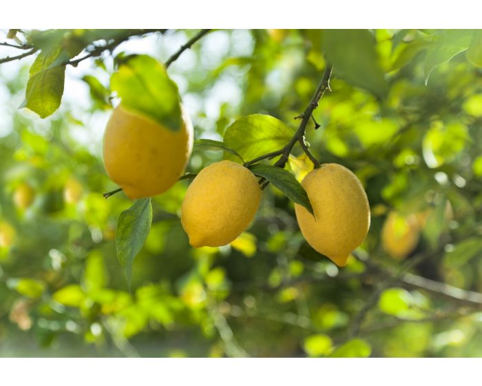 Citrons jaunes bio Les Paniers Davoine