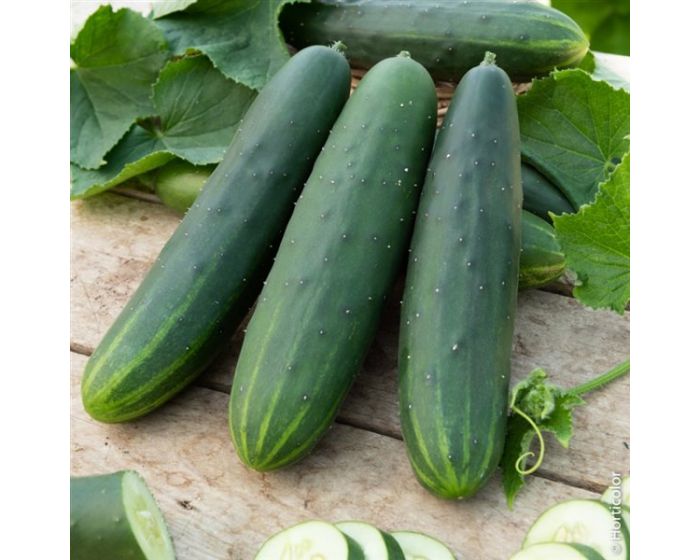 Concombre Noa bio