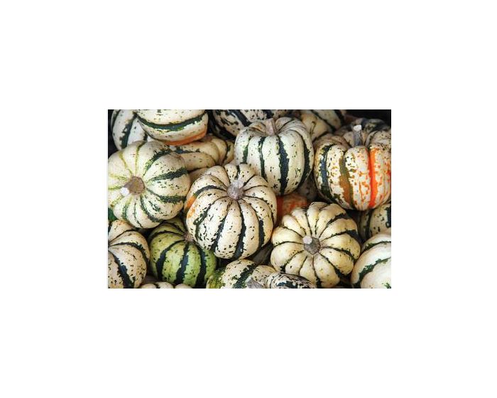 Courgettes blanches bio provence les paniers davoine