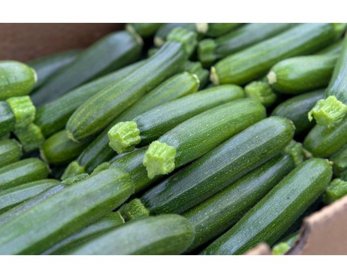 Courgettes bio provence les paniers davoine