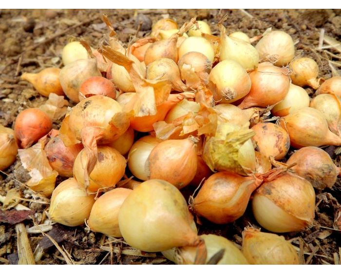 Oignons bio jaunes Provence Les Paniers Davoine