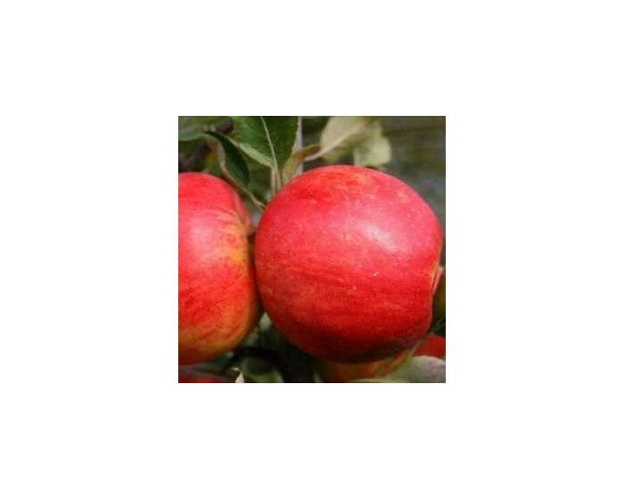 Pomme Elstar bio Les Paniers Davoine