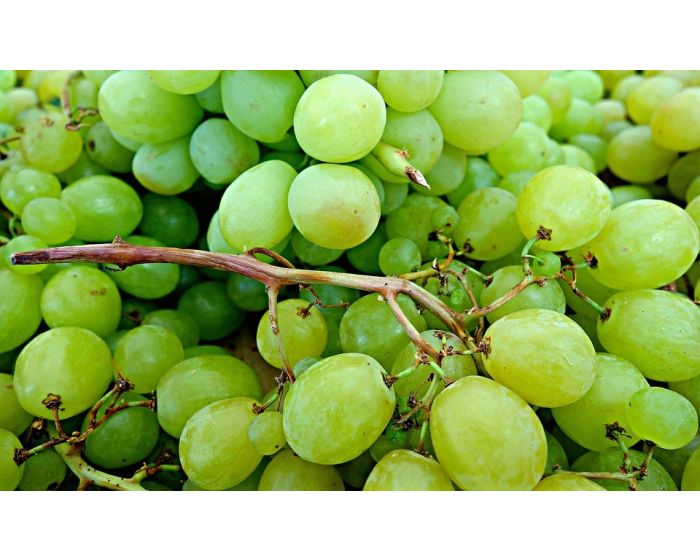 Raisin blanc bio Danlas Les Paniers Davoine 1