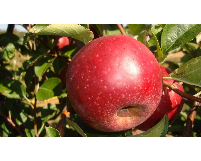 Pomme Red Winter bio Les Paniers Davoine