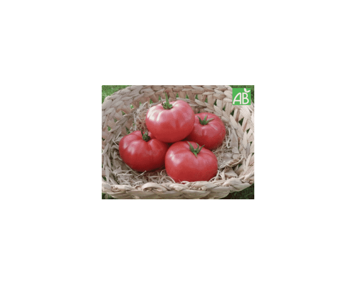 Tomates generose bio provence les paniers davoine