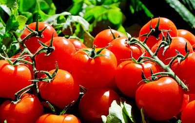Tomates grappe bio provence les paniers davoine