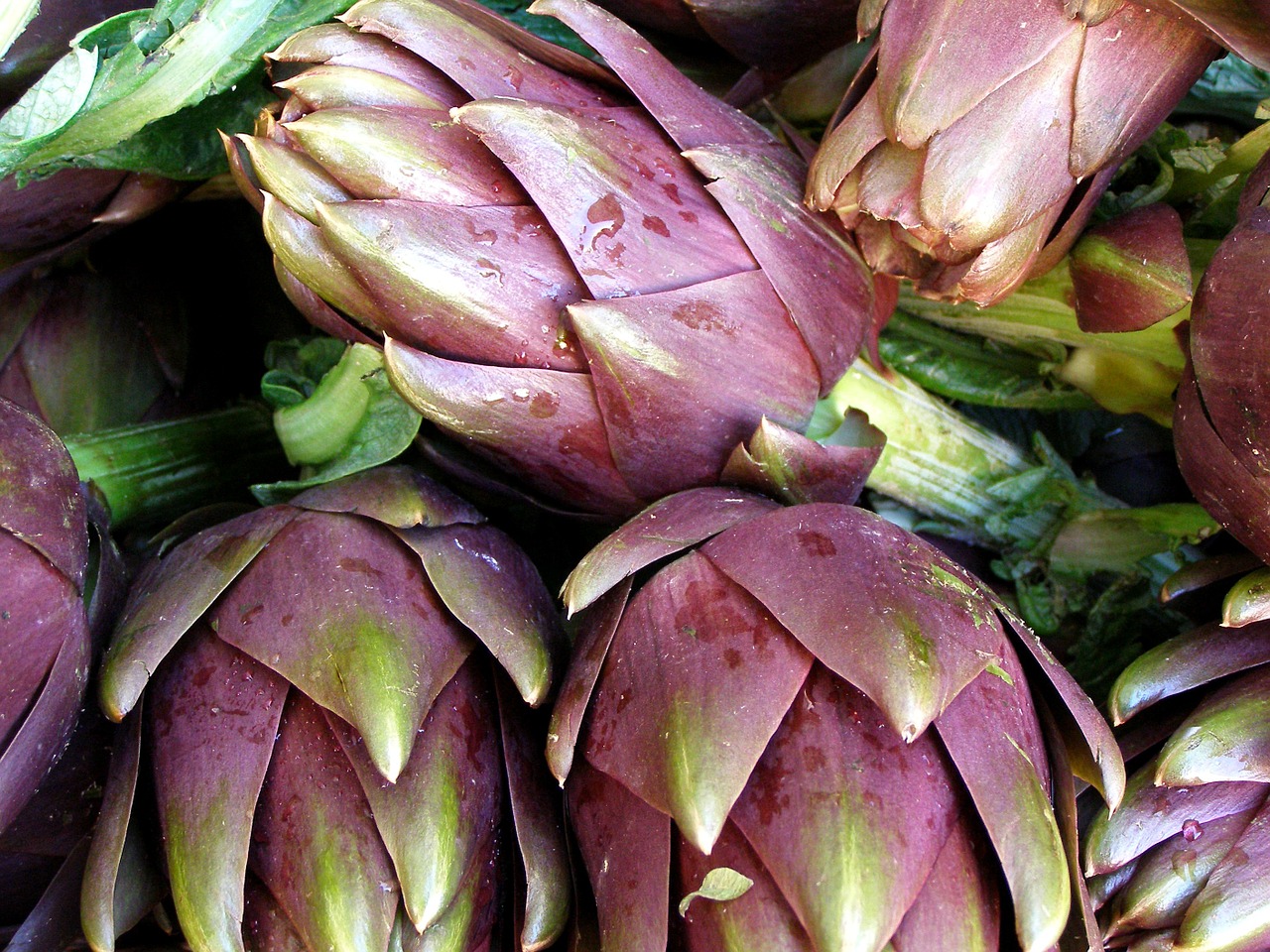 Artichaut poivrade ou artichocolat ?