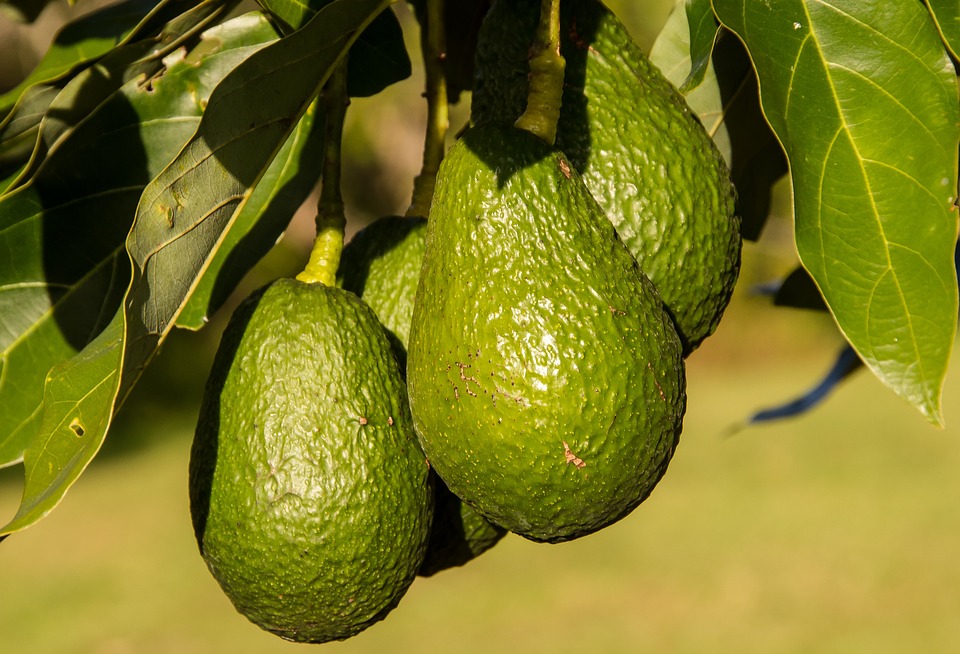 Les avocats bio ont la parole !