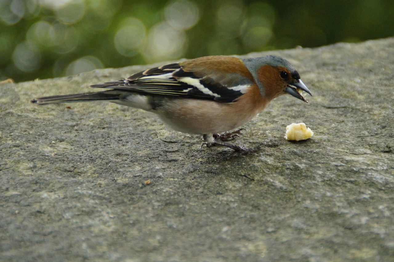 La miette et le festin