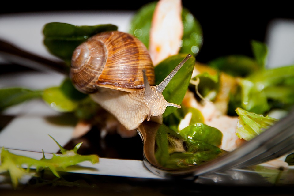 Slow Food, Slow Entrepreneur