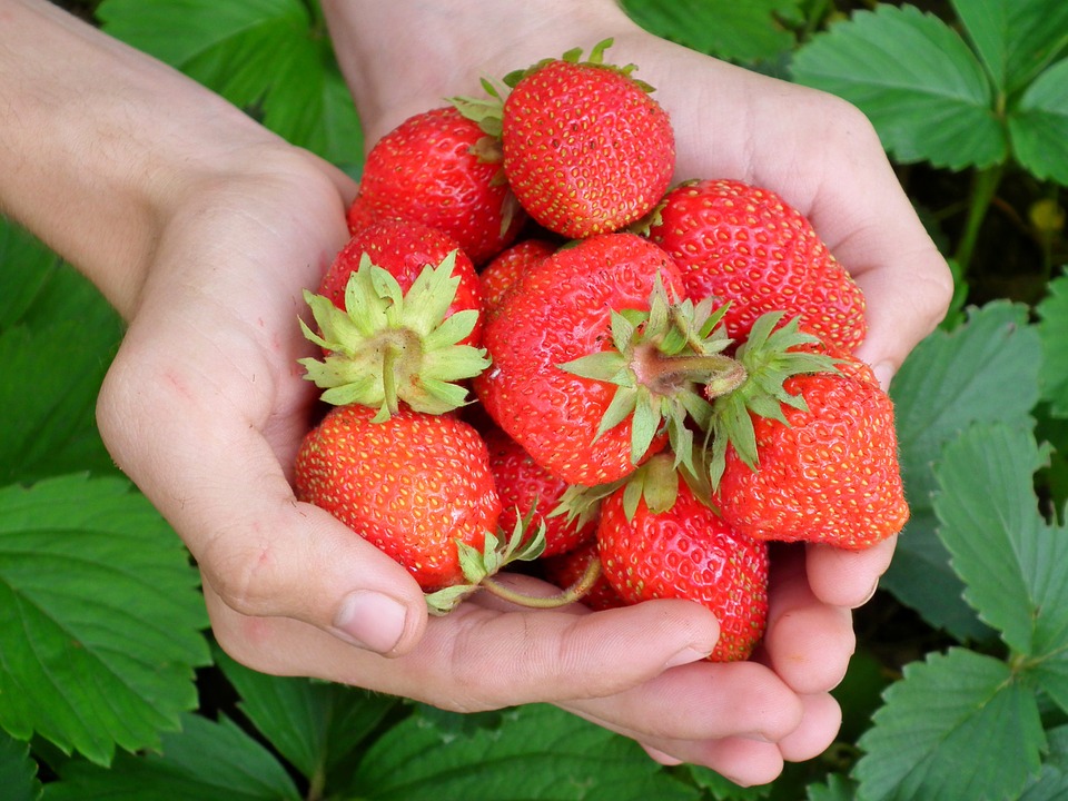 La fraise bio, c'est la star !