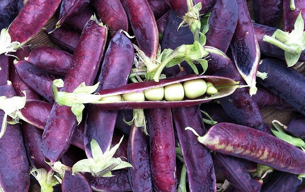 Violets les petits pois ?