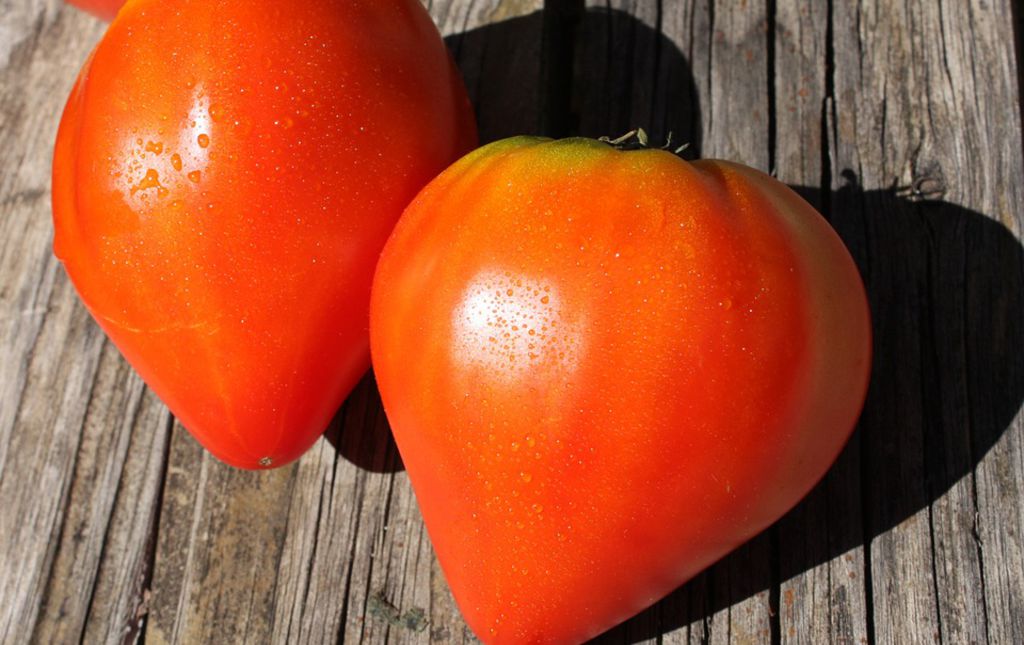 Tomate ancienne, énergie nouvelle !!