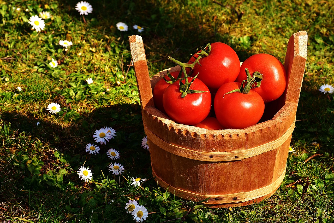 La dernière Tomate