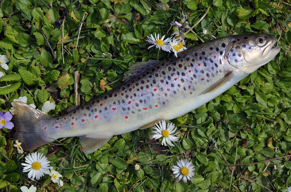Colis de poisson bio de l'Aveyron